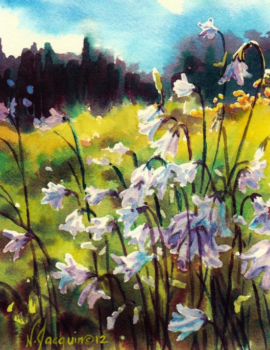 Harebell watercolour N.Jacquin copyright 2012 